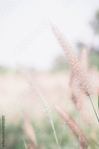 Grass flower in the meadow and filter vintage style background and copy space