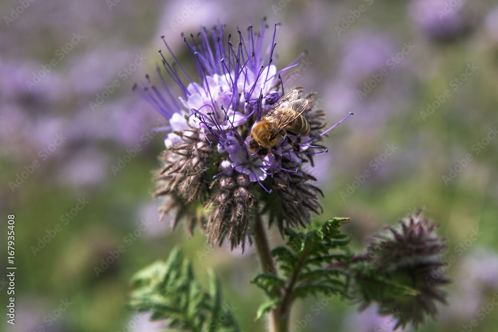 Phacelia blossoms and bee. Phacelia blossoms and bee.