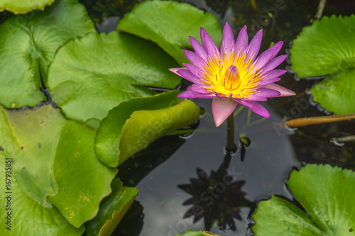 The pink lotus is in the lagoon and green lotus leaf.