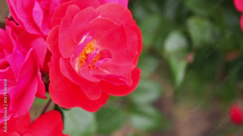 Beautiful red fragrant lush roses in park close up.Rose flowers bloom in the garden Beautiful red fragrant lush roses in park close up.Rose flowers bloom in the garden