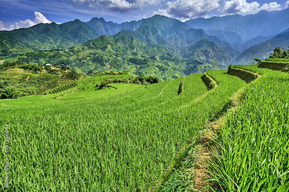 green rice fields in the mountains of vietnam