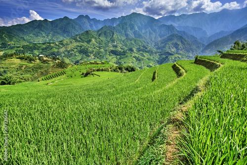 Fototapeta Naklejka Na Ścianę i Meble -  green rice fields in the mountains of vietnam