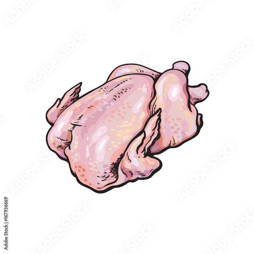 vector chicken carcass sketch illustration. Isolated illustration on a white background Raw poultry cutted meat
