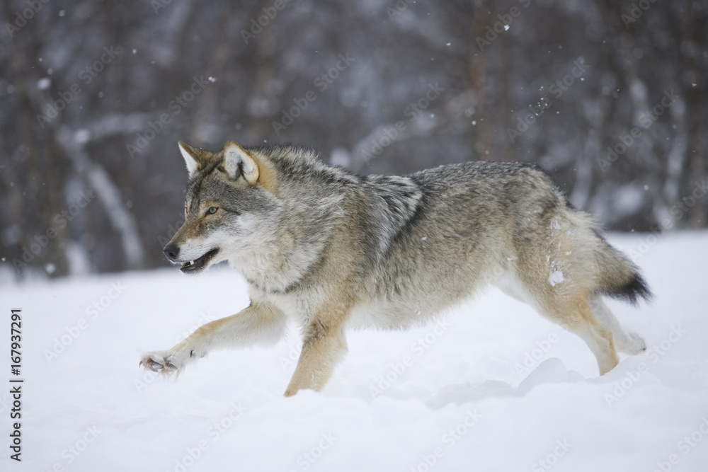 European gray wolf running through snow European gray wolf running through snow