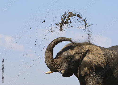 African elephant (Loxodonta africana) spraying mud to cool down, Etosha National Park, Namibia, June. Endangered species. photo