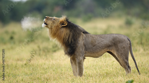 Side view of lion roaring in Etosha National Park photo