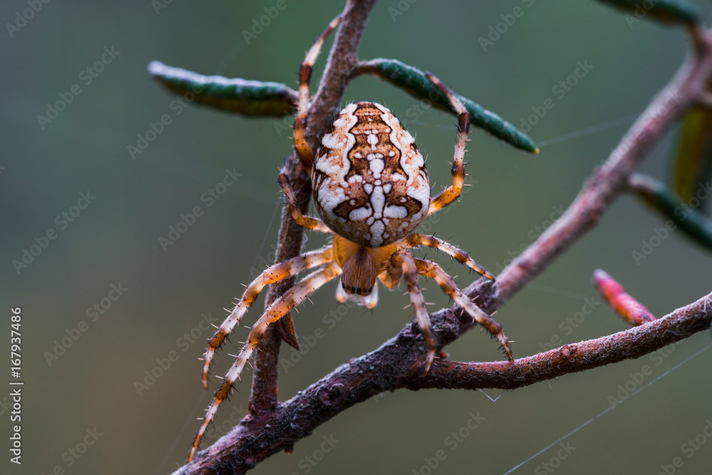 Cross Spider, Araneus diadematus Cross Spider, Araneus diadematus
