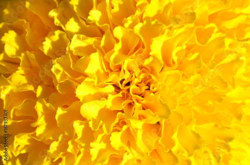 Marigolds, Yellow marigold on flower garden. © Passakorn