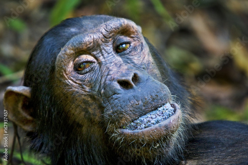 Chimpanzee (Pan troglodytes) with a mouth full of berries, Mahale National Park, Tanzania. Endangered species. photo