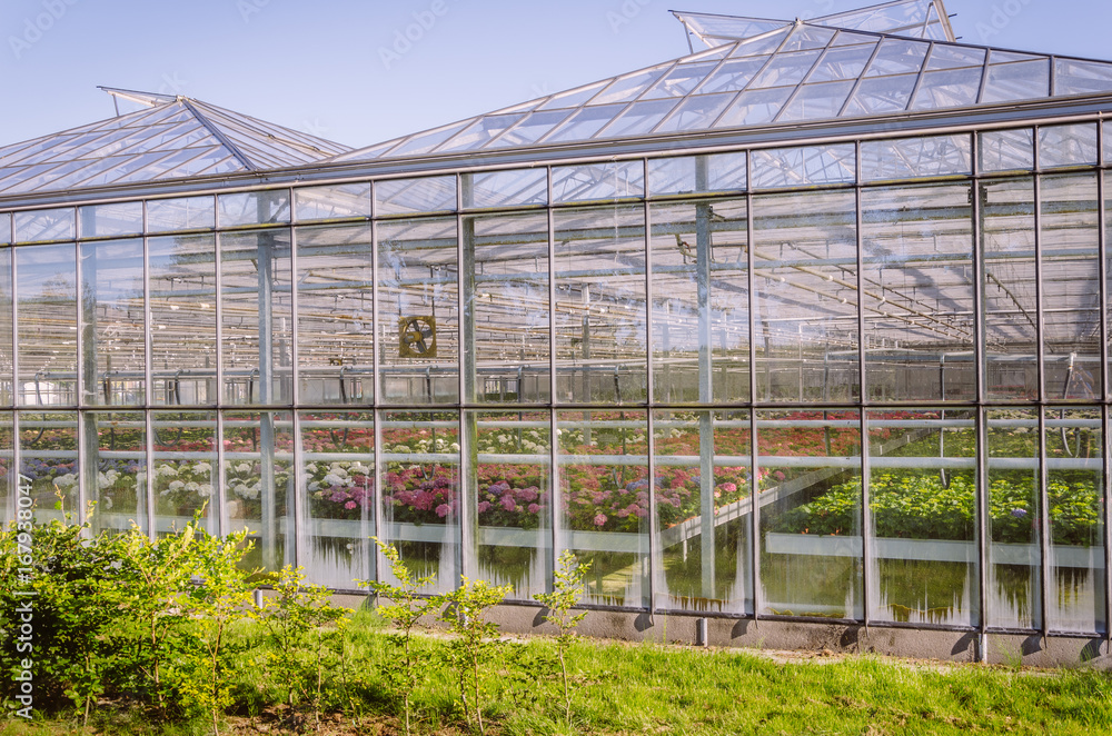 Industrial greenhouse growing colourful flowers and tulips in the Netherlands