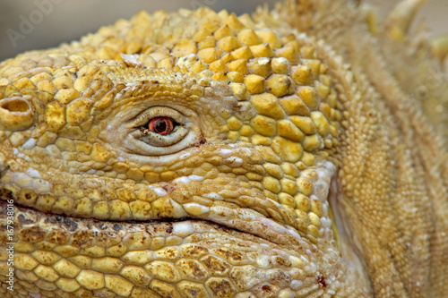 Close up of Galapagos land iguana head photo