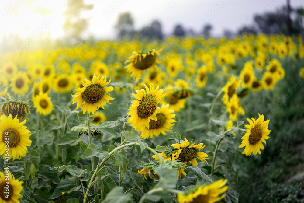 Fototapeta premium sunflower