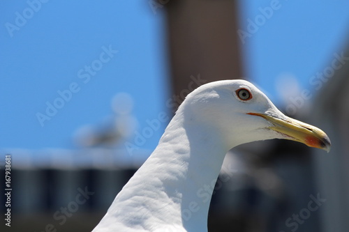 seagull look