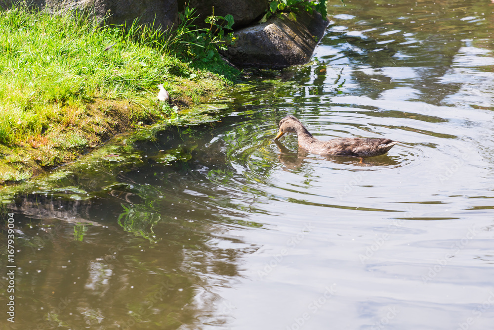 Wild duck swimming on a mountain lake Wild duck swimming on a mountain lake