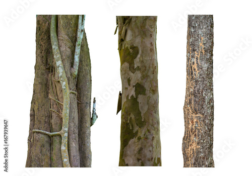 set of tree trunks isolated on white background