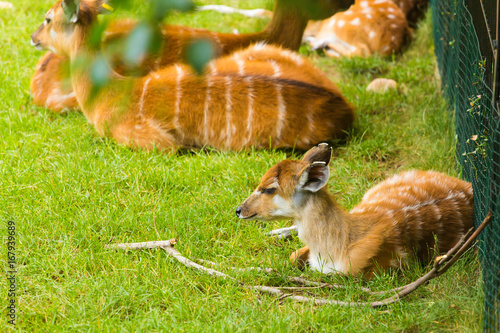 Portrait of lying Roe deer. Roe deer in forest. photo