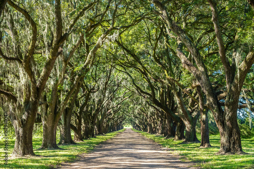 USA, Louisiana, Road lined with southern live oak (quercus virginiana)