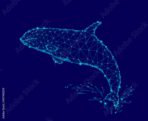 Killer whale 3d polygonal triangle model. Underwater sea wild danger monster. Glowing blue connected dots wire mesh logo water splash vector illustration