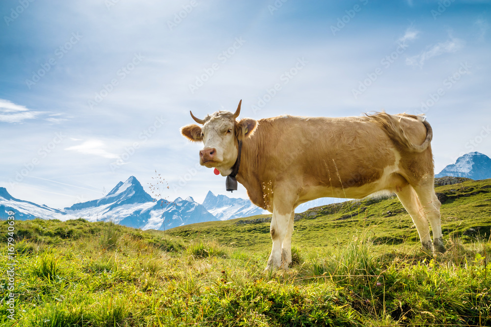 Simmentaler Kühe vor Schweizer Alpen mit Schreckhorn