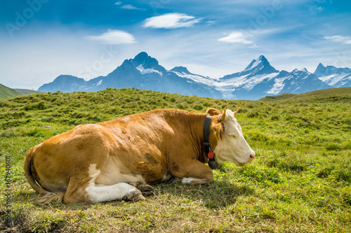 Simmentaler Kühe vor Schweizer Alpen mit Schreckhorn photo