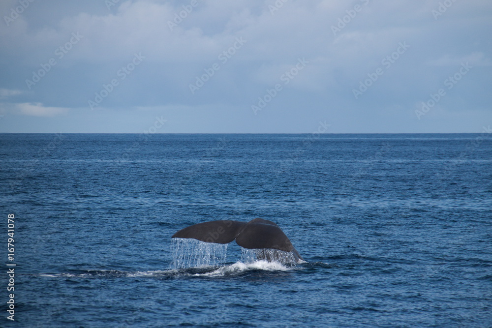 Naklejka premium Cachalot au large de Ponta DelGada (Sao Miguel - Açores)