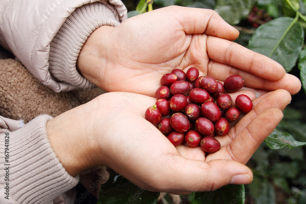 Close up red coffee beans on agriculturist hand Close up red coffee beans on agriculturist hand