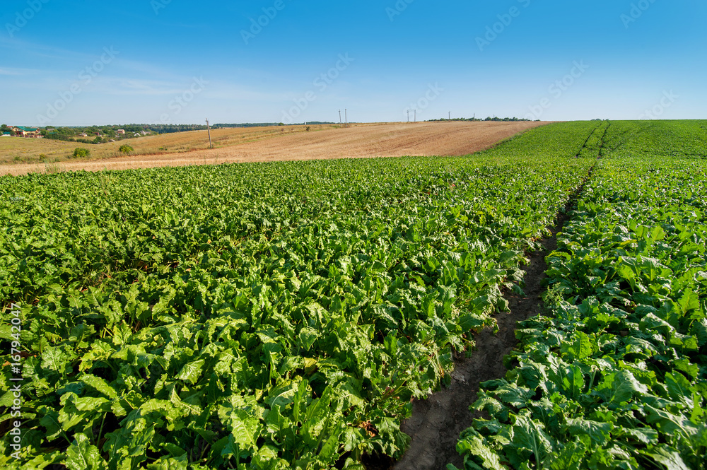 sugar beet field rows