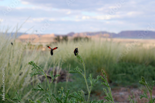 Honeybee collecting pollen. Namibia. photo