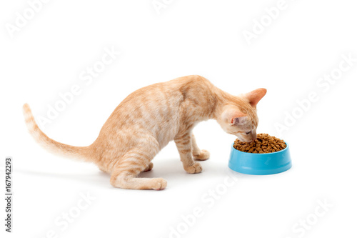 Fototapeta Naklejka Na Ścianę i Meble -  kitten eating pet dried food