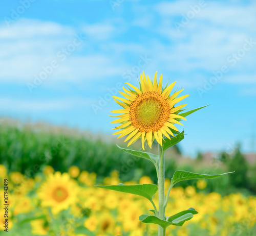 A sunflower with a cornfield and sunflower field in background