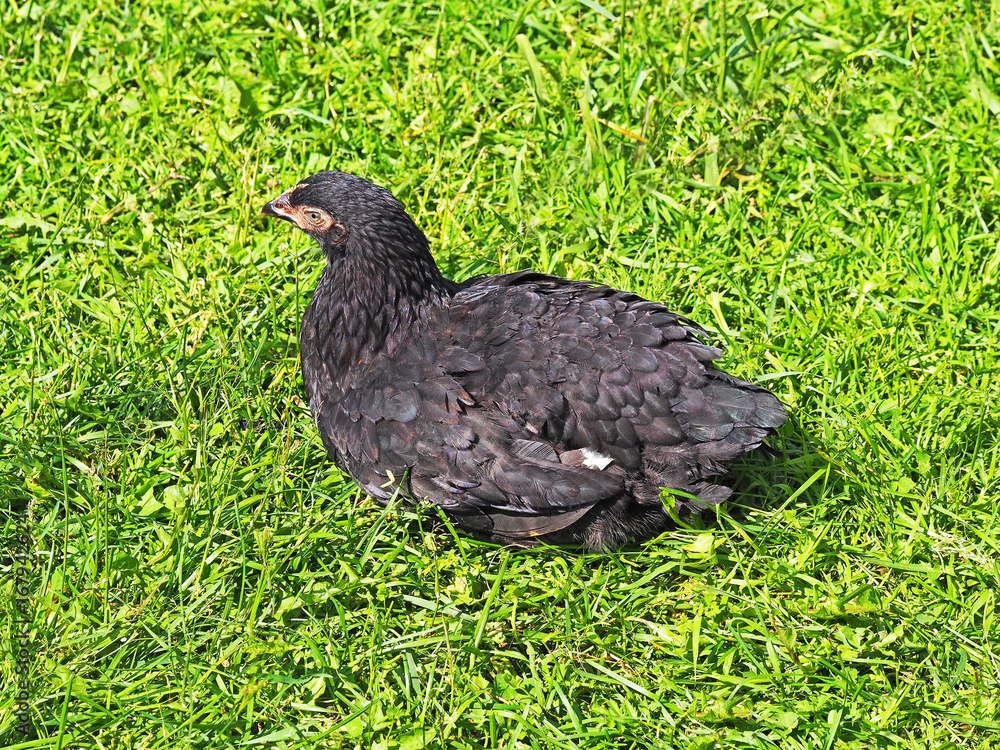 Black hen is resting on the green grass under the bright rays of the sun. Black chicken Black hen is resting on the green grass under the bright rays of the sun. Black chicken
