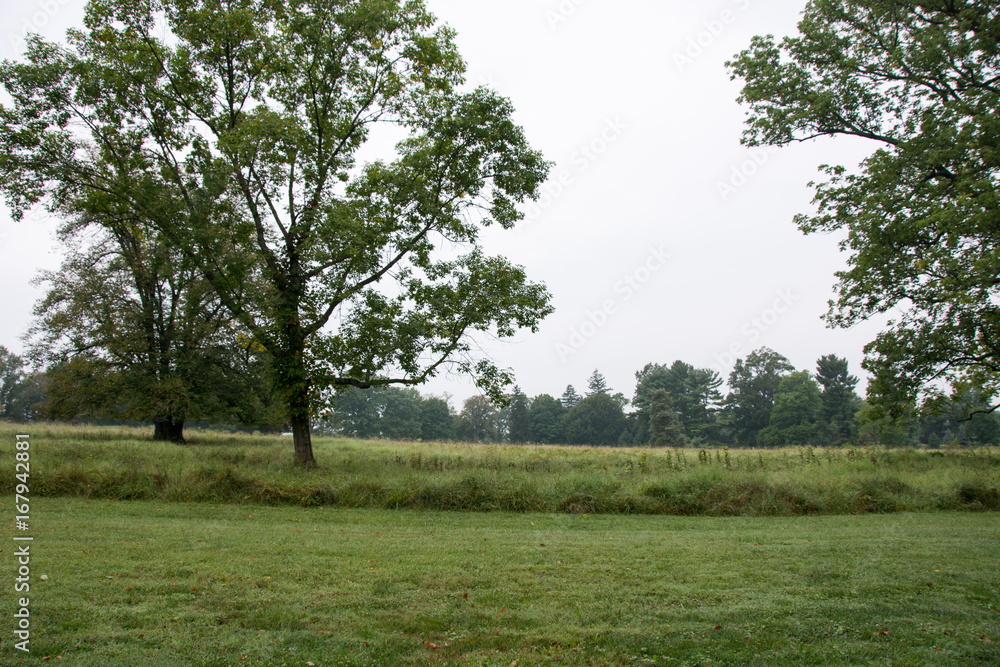 Tree and Field 