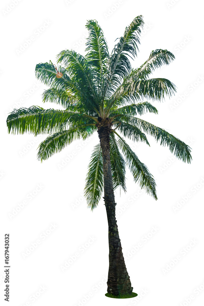 Obraz premium Green beautiful palm tree isolated on white background