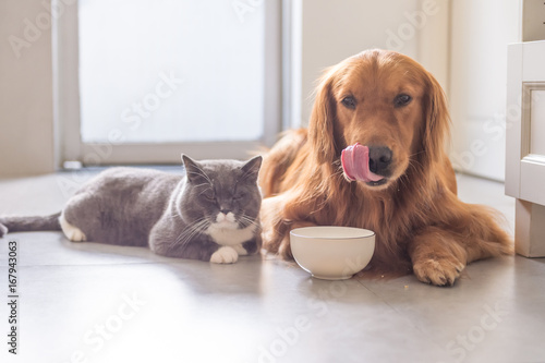 Photography British shorthair cats and Golden Retriever