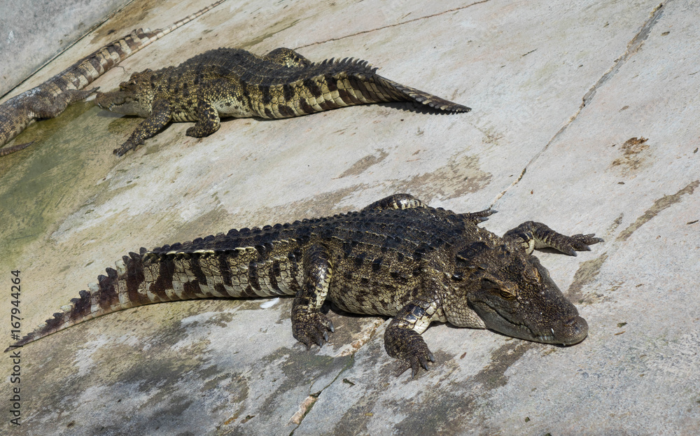 Naklejka premium Crocodile saltwater Thailand