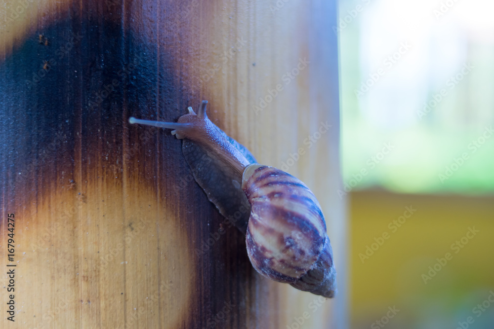 Obraz premium a snail on bamboo background