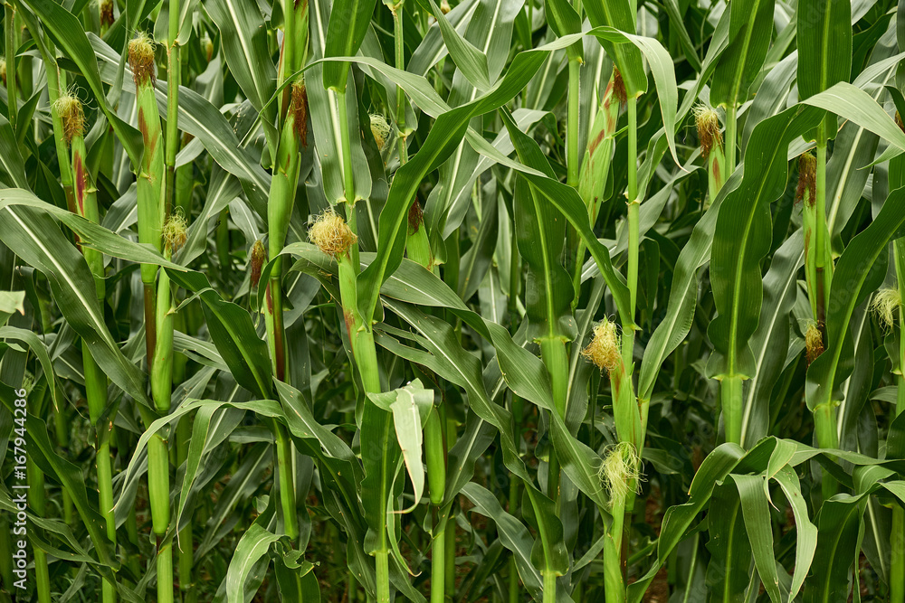 Close up of the freshly growing corncubs on a corn field near Faaker Zee in Austria Close up of the freshly growing corncubs on a corn field near Faaker Zee in Austria