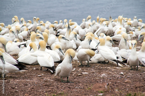 gannets colony at Bonaventure Island Quebec Canada at summer