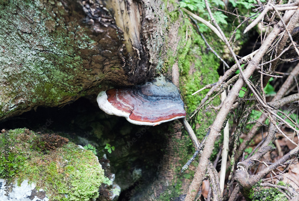 Fototapeta premium blueTinder