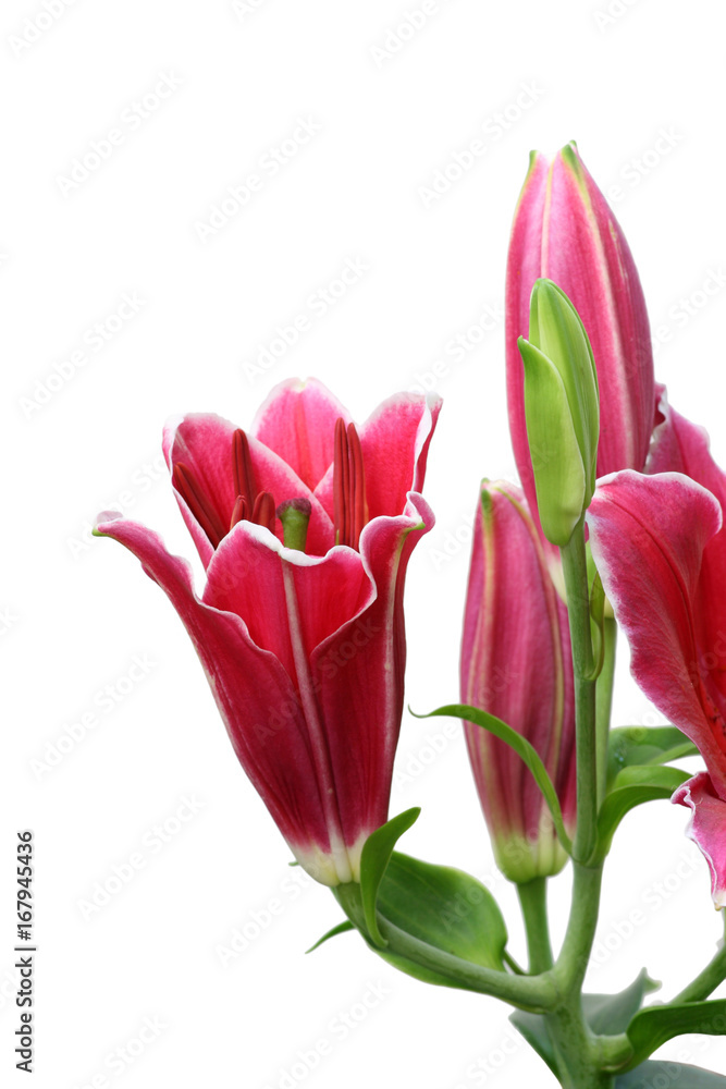 Naklejka premium Beautiful Lily flower isolate on white6