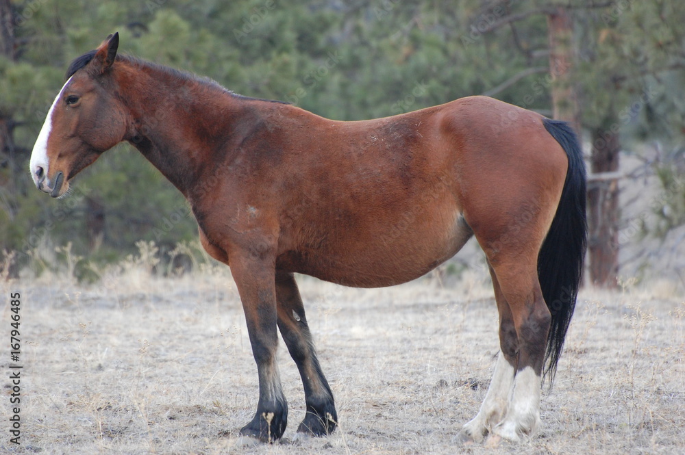 Wild Horses of British Colubia Canada Wild Horses of British Colubia Canada
