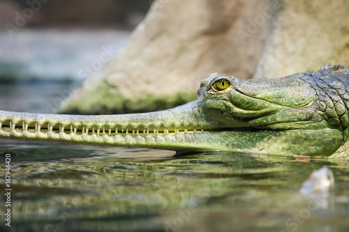 Detail of green gavial with eye