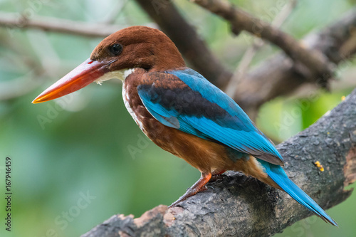 A Little Bird (White-throated Kingfisher) Looking some feeds in tropical rain with green jungle background. Wildlife scene from nature with beautiful bird.