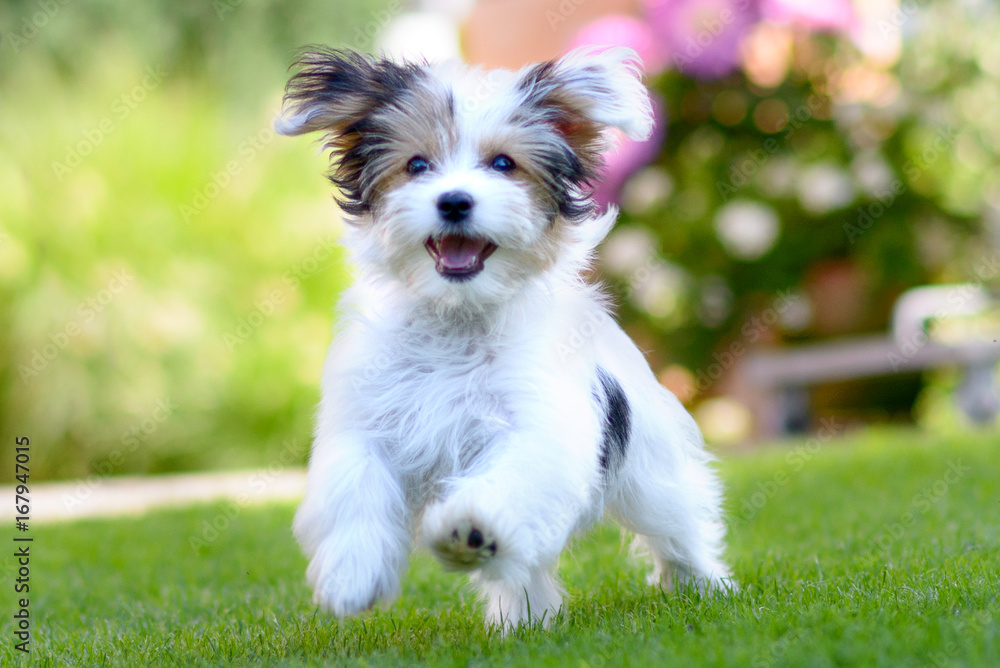 Cute, happy puppy running on summer green grass - obrazy, fototapety, plakaty 