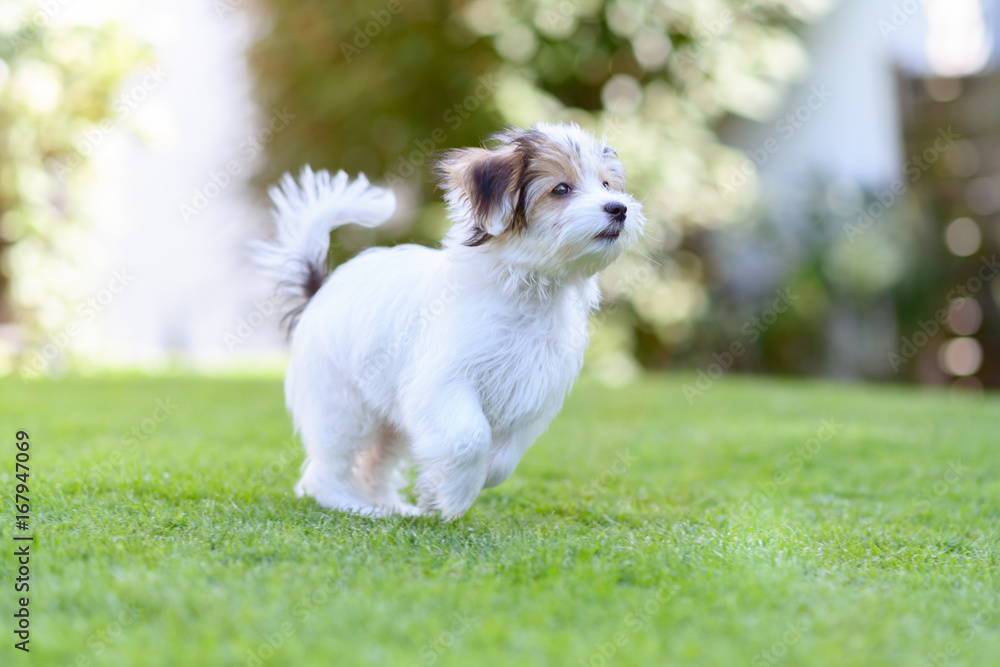 Playful puppy running in vibrant summer park Playful puppy running in vibrant summer park