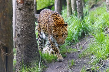 Fototapete Panther Schwarzer Jaguar im dichten Dschungel  © ViennaFrame