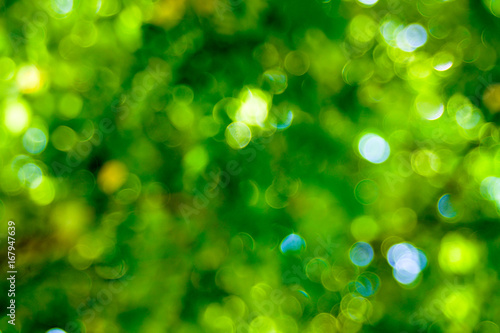 Abstact defocus bokeh light background made of forest style.