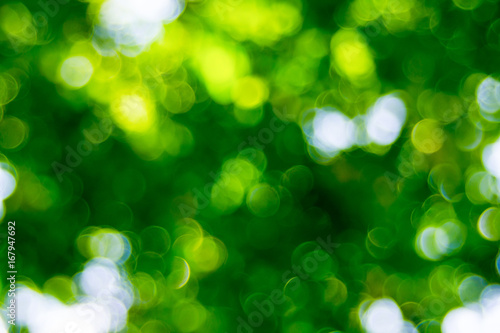 Abstact defocus bokeh light background made of forest style.