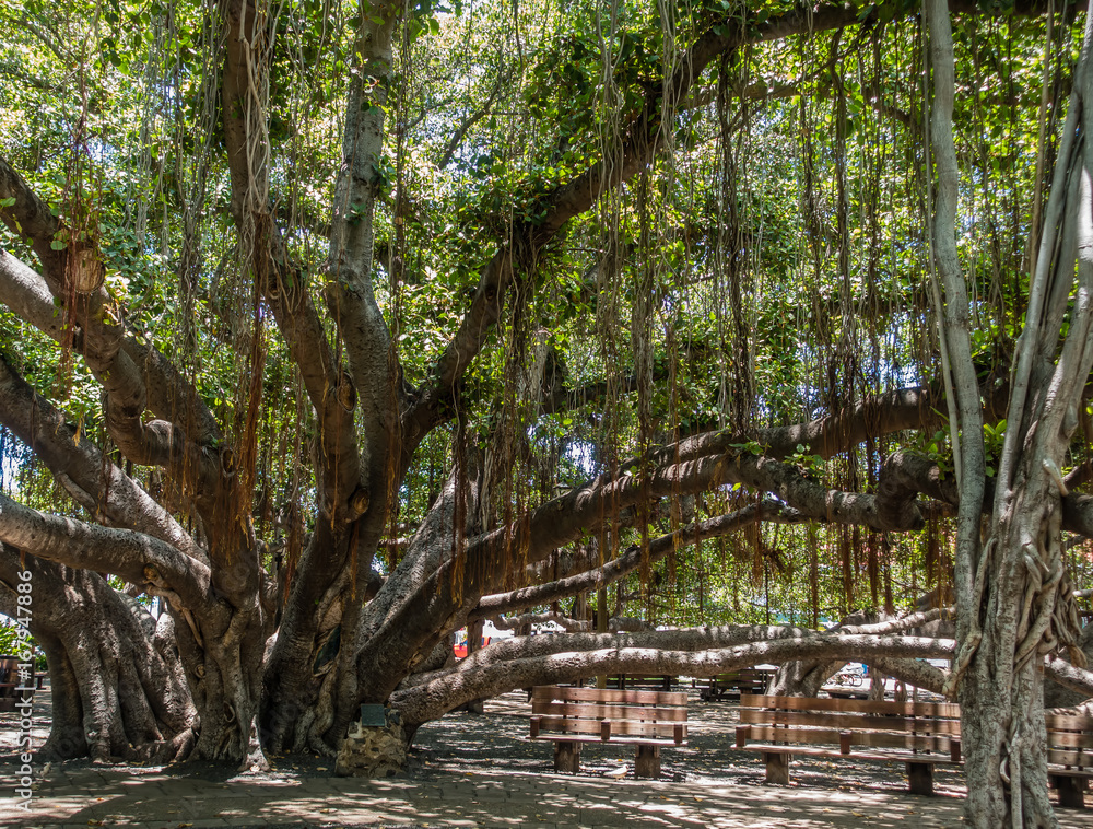 Banyan Tree 2 Banyan Tree 2