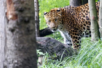Fototapete Panther Chinesischer Leopard im natürlichen Lebensraum  © ViennaFrame